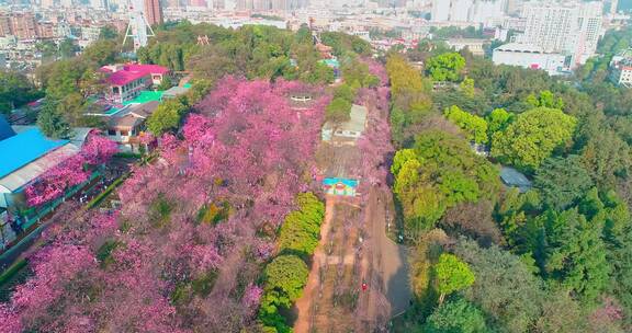 昆明圆通山春天樱花航拍