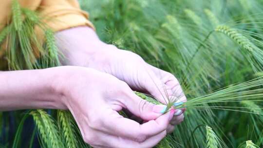 女麦田农学家检查耕地中未成熟的大麦穗女手视频素材模板下载