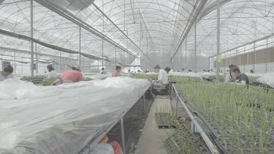温室育苗嫁接蔬菜幼苗LOG视频素材视频素材模板下载