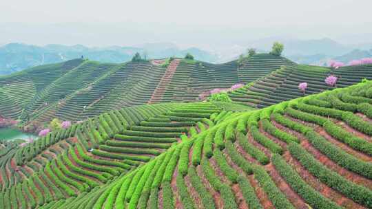 杭州富阳拔山春天樱花茶园风景航拍