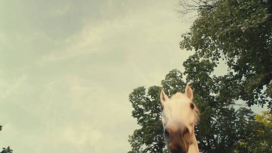 低角度拍摄奔跑的马