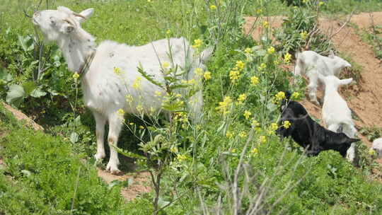 春天山羊妈妈带着小羊羔觅食视频素材模板下载