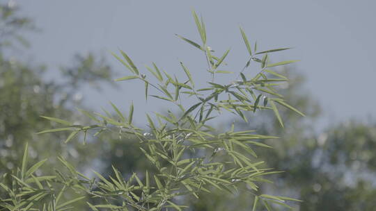 人文意境空镜头