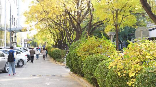 秋季城市街道人群路人上班人群