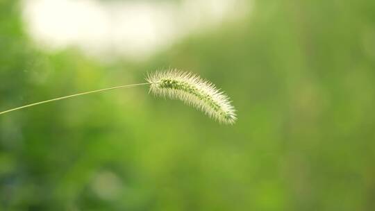 狗尾草特写草丛野生植物