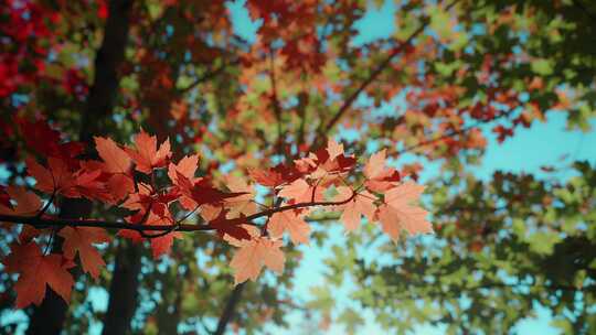 秋天红枫叶空镜视频素材模板下载