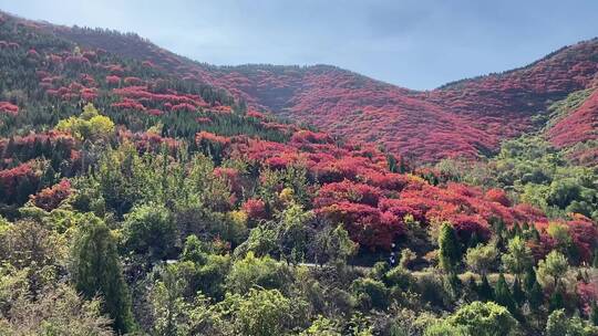 济南捎近村，秋天满山红叶成近郊游