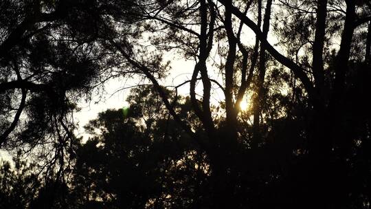 松树林树林逆光剪影树木夕阳森林夜幕降临视频素材模板下载
