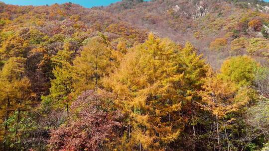 秋季森林自然风景实拍