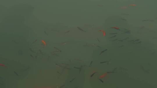 水中游动的鱼群