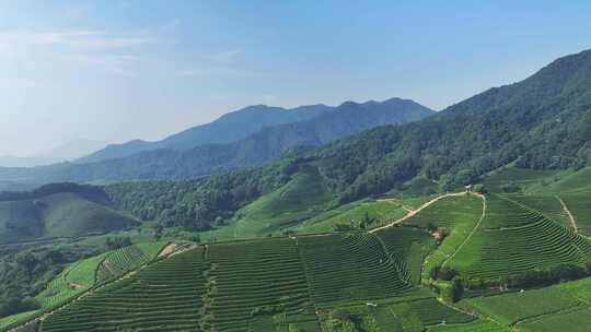 航拍杭州龙坞茶园 茶山 茶田