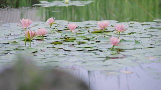 夏天池塘中的荷花莲花