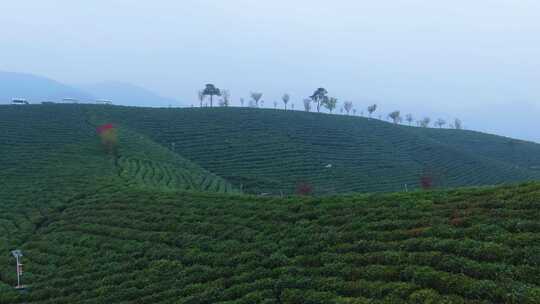 信阳 茶山航拍 茶山 茶海