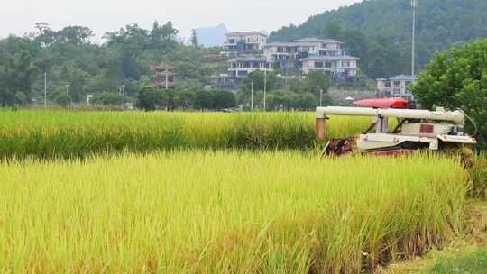 田园风光中使用收割机收割水稻的景象