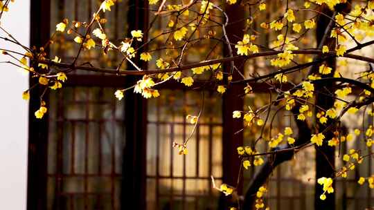 江南园林南京夫子庙瞻园古风窗前的腊梅花