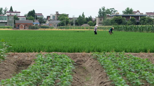 4K农名在田地里的干活