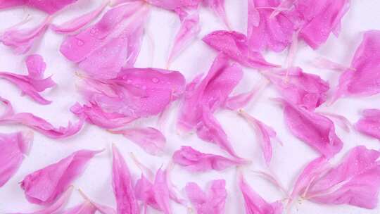 白色背景上粉色牡丹花瓣的旋转背景视频素材模板下载