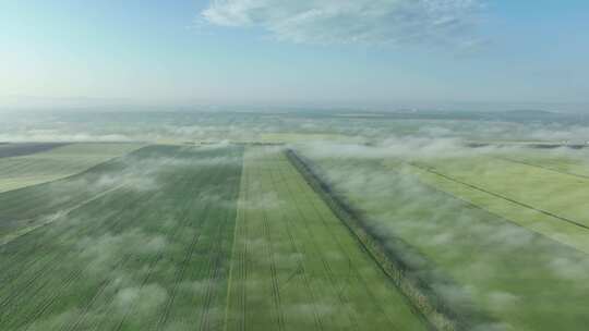 航拍垦区田野油菜花田地晨雾风景