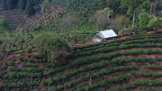 茶山视频云南普洱周边茶山种植区茶园