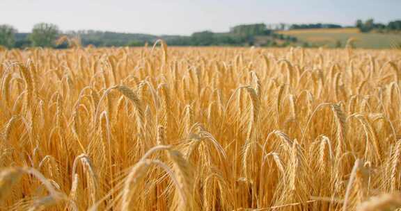 成熟金黄小麦田景象