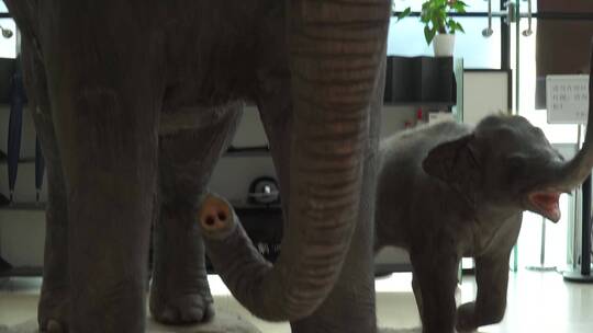 大象小象非洲象动物标本视频素材模板下载