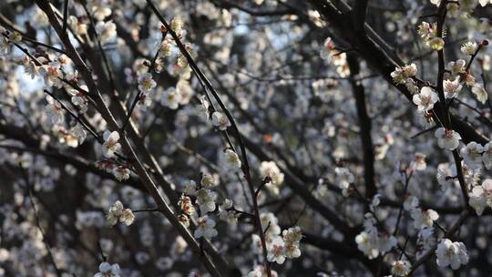 冬季梅花白梅花开逆光光影空镜合集