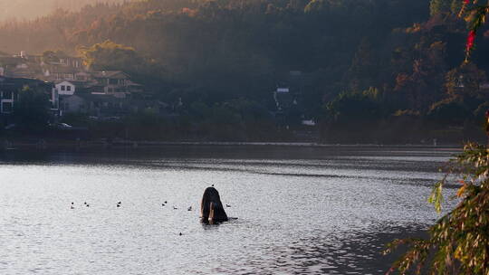 秋天和顺古镇的野鸭湖