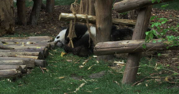 幼年大熊猫在一起玩耍