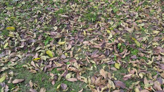 地上枯黄落叶实拍