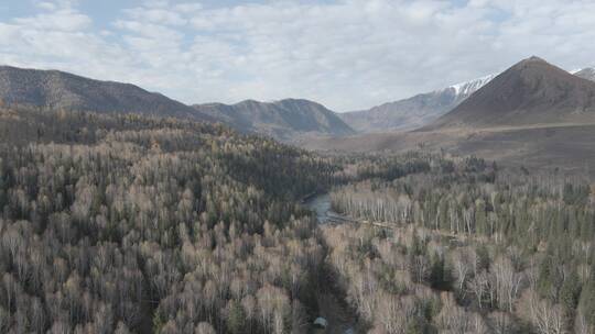 新疆 航拍 雪山 树林 河流 高原 俯拍 树视频素材模板下载