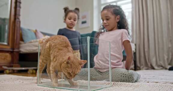 一只猫在空水族馆里跳来跳去