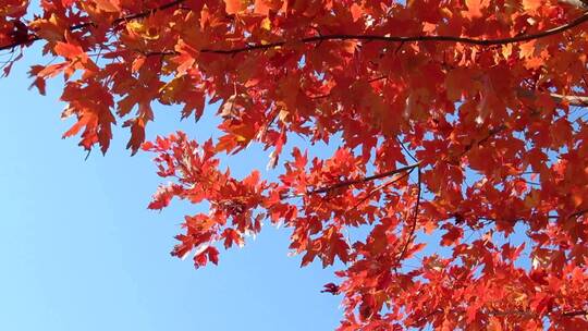 大自然秋天美丽的天空 红色美丽的树木叶子