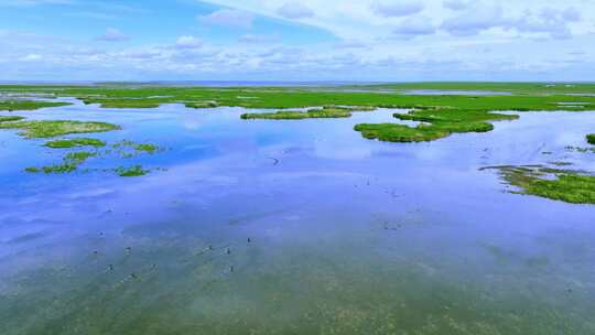 内蒙古辉河湿地视频素材模板下载