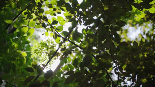阳光透过树叶实拍4k视频素材模板下载