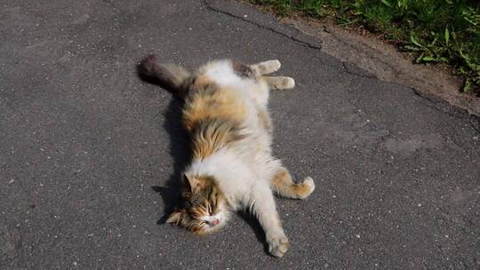 小猫可爱的动物躺在街上。