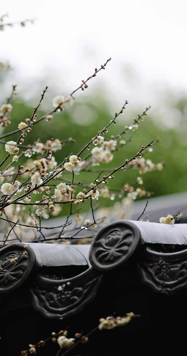 屋檐旁挂着雨滴的梅花特写竖屏