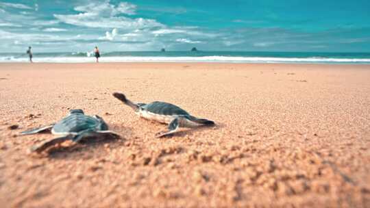 一个人把两只小海龟放在沙滩上，看着它们爬