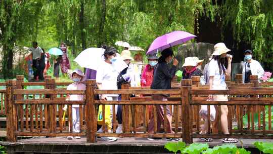 荷花 滕州微山湖红荷湿地 旅游景点