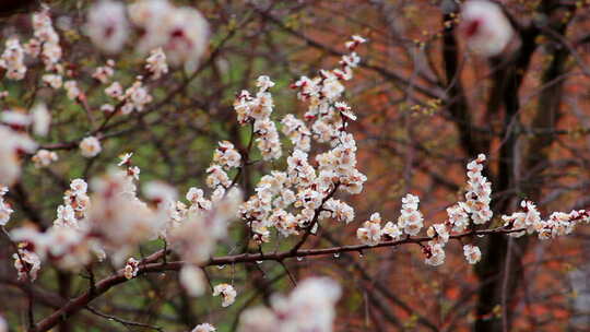 春天盛开的杏花梅花花开