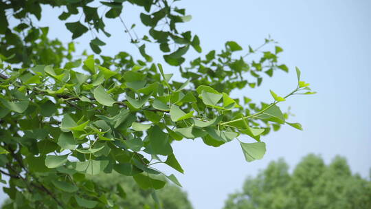 220516银杏树林B01669961