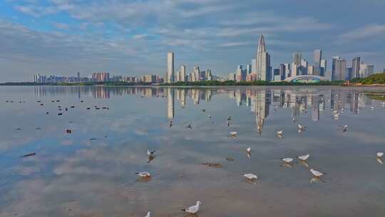 深圳湾公园候鸟