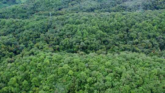 自然森林植被航拍视频