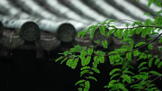 116 杭州 寺庙 古建筑 下雨天 屋檐 树枝