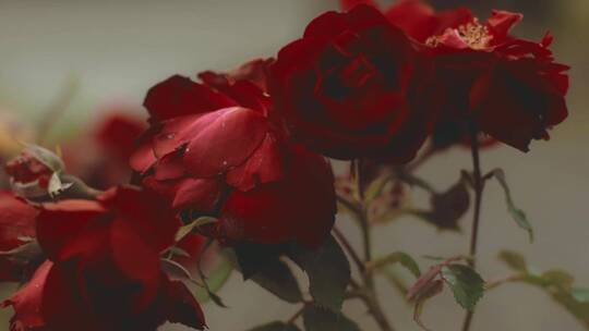 美丽的红玫瑰视频素材模板下载