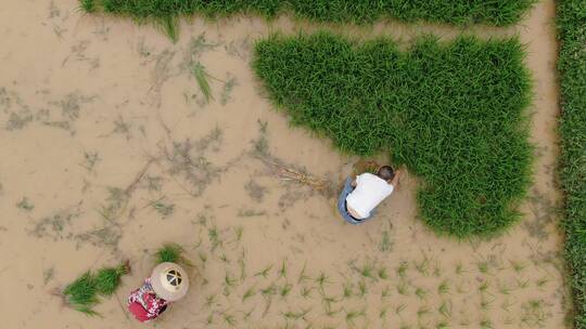 航拍春耕农民插秧农业种植视频素材模板下载