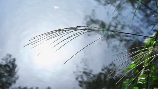 湖面夕阳逆光照射下的芦苇