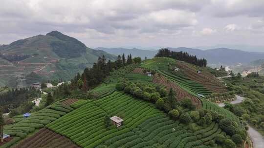 仙人山景区布央茶园航拍