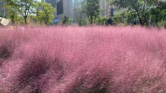 济南泉城人才公园，粉黛花海、城市绿的草坪