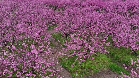 三月桃花林成片开放十分壮观