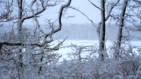 树枝被大雪覆盖  雪景中的树枝特写